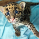 Illustration for article titled Clouded Leopard Cubs First For Houston Zoo, Are Adorable